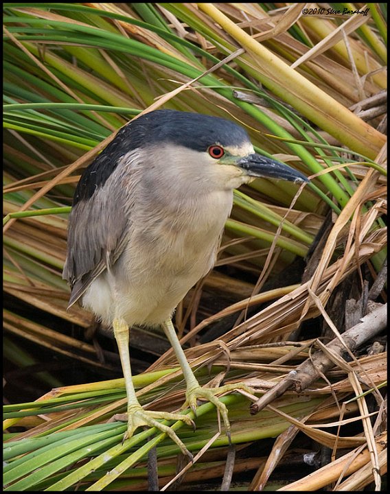 _0SB4732 black-crowned nightheron.jpg